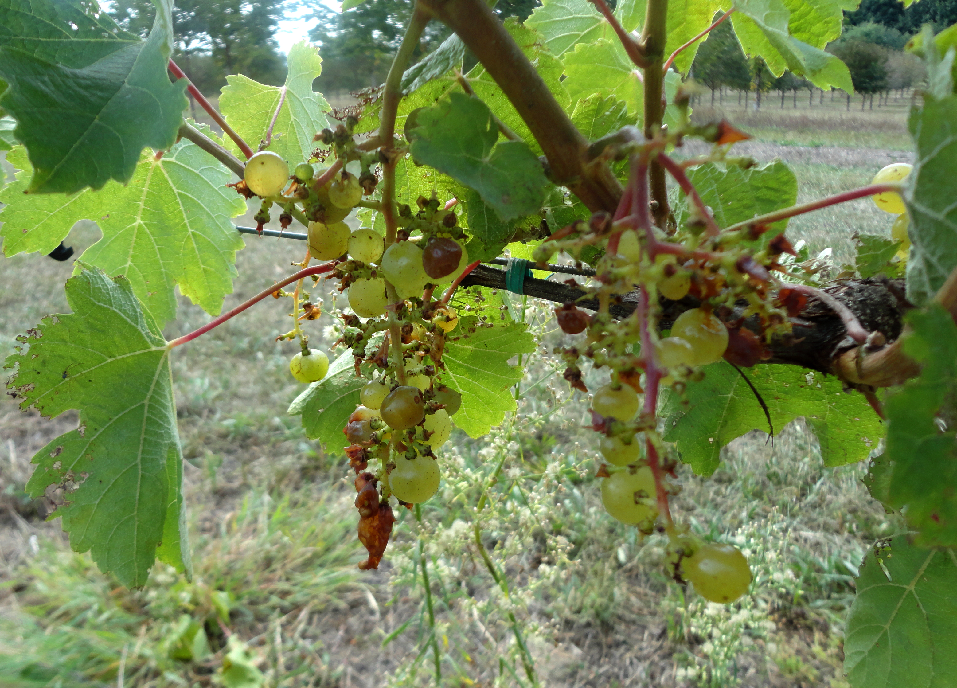 Bird damage to white grape cultivars